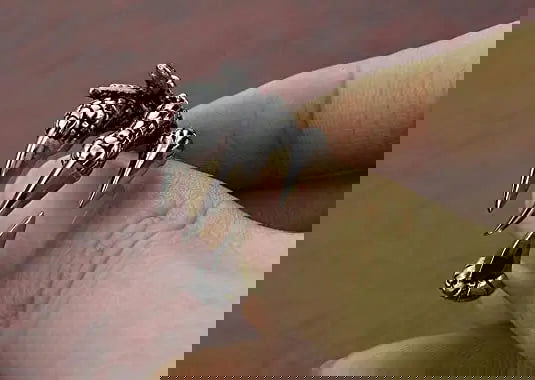 1pcs Titanium Steel Eagle Dragon Claw Halloween Skull Ring - Bilankas.world